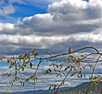 Centro Kripalu de Yoga