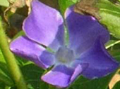 medium pervinca